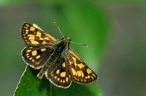 Colorful bighead, carterocephalus palaemon, chequered skipper, yellow cube thighead, butterfly,