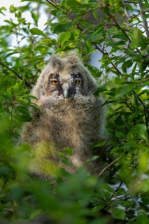 An owl chick with big eyes peeks out from the green foliage, a long-eared owl (Asio otus), a young