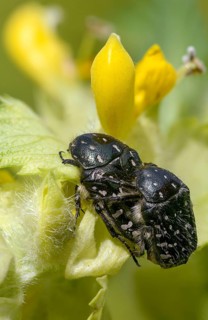 Bronze-green rose beetle, marbled rose chafer, marbled golden beetle, marbled rose beetle, protäa