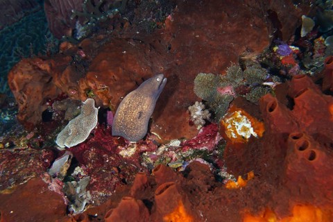 Colourful corals and a white-eyed moray eel (Gymnothorax thyrsoideus) in a diverse underwater