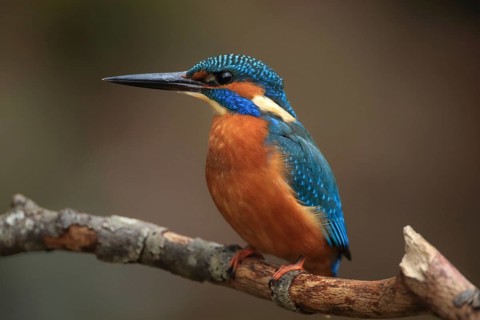 A kingfisher perches on a branch, displaying its orange and blue plumage in the wild, kingfisher