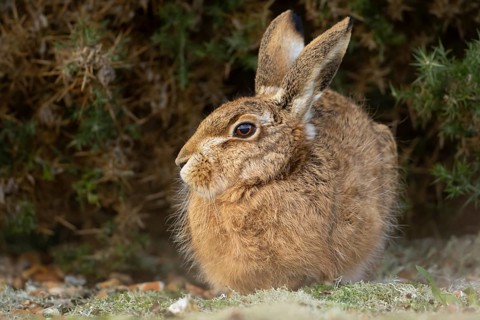 European brown hare (Lepus europaeus) adult animal resting in grassland, England, United Kingdom