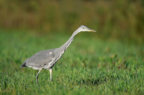 Grey heron (Ardea cinerea) foraging in a meadow, North Rhine-Westphalia, Germany