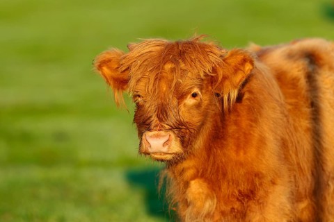 Portrait of a Highland calf (Bos primigenius taurus) in the early morning light. Bavaria, Germany