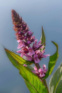 Bloodwillow, Lythraceae, Lythrum salicaria, willow plants, flora, high size, portrait, plants,