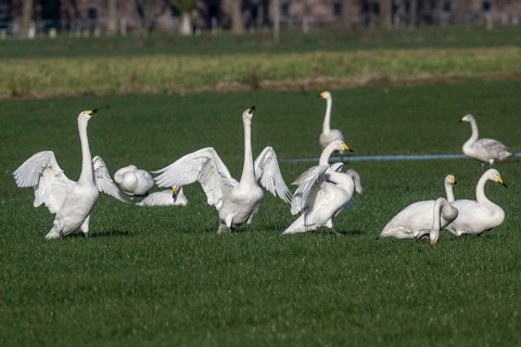 Whooper swans (Cygnus cygnus), Emsland, Lower Saxony, Germany