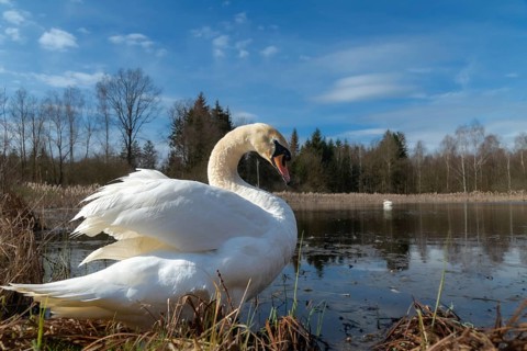 Cygnus olor, mute swan, anatidae, birds, duckbirds, spring, cusp swan, swans, jump, swans, birds,