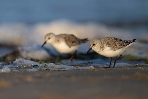 Avocet (Recurvirostra avosetta), Texel, Netherlands