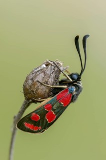 Brandenburg, Carniolan Burnet, Germany, Eastern Burnet Moth, Esparsette Widderchen, Carniola
