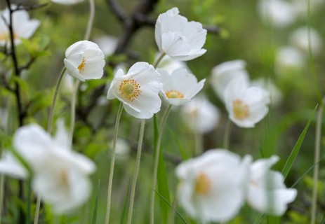 Anemone sylvestris, large anemone, buttercup family, ranunculaceae, forest anemone, anemone,