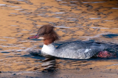 Goosander, goose säger, mergus merganser, anatidae, birds, duckbirds, female, sawyer, birds,