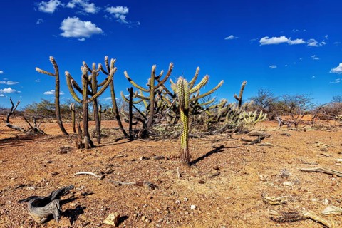Dry cactus landscape under a cloudless sky in a desert environment, the thornshrub savanna in the