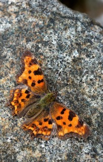 C-butterfly, comma butterfly, nymphalis c-album, polygonia c-album, butterfly, high size, portrait