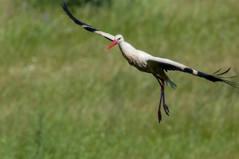 Ciconia ciconia, white stork, birds, ciconiiformes, extremadura, flying, flight, walking birds,