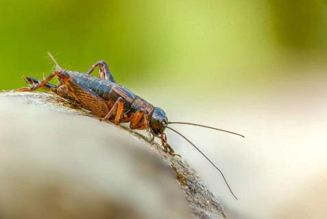 Grasshoppers, Nemobius Sylvestris, Forest Crickets, Ensifera, Grasshoppers, Crickets, Locusts,