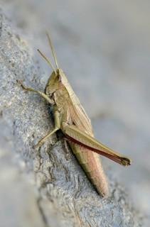 Acrididae, Caelifera, Chrysochraon dispar, field locusts, gomphocerinae, grasshoppers, large gold
