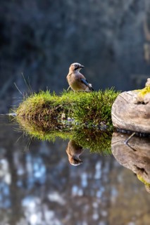 A bird perched on a moss-covered rock, its reflection visible in the still water: a jay (Garrulus