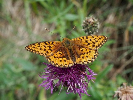 An orange butterfly, the Large Pearl-bordered Fritillary (Speyeria aglaja), is perched on a purple