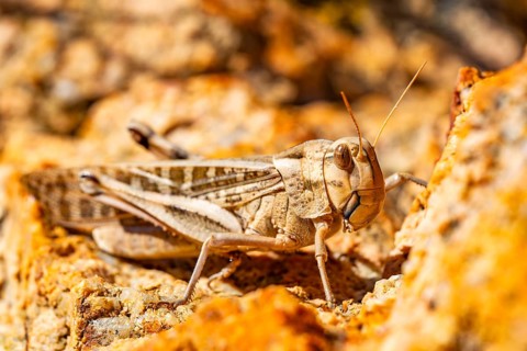 Migratory locust (Locusta migratoria) sitting in the stones at the Coast of Marinedda on a sunny