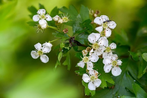 Crataegus monogyna, hawthorn, hawthorn, rosaceae, rose family, hawthorn, common hawthorn, flora,