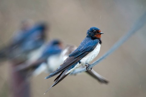 Hirundo rustica, house martin, swallow, birds, passeri, swallows, songbirds, songbirds, birds