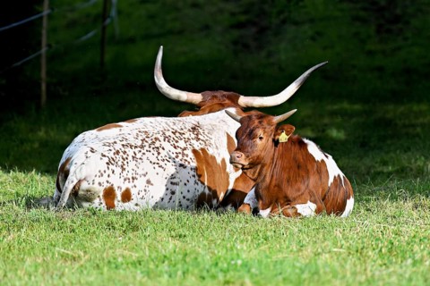 Texas Longhorn cow and beef sitting in a meadow, Meienberg, Aargau Canton, Switzerland