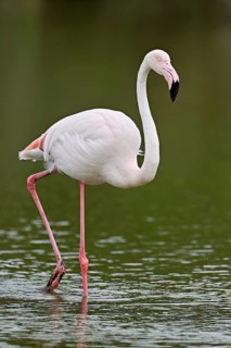 A greater flamingo (Phoenicopterus roseus) wading in a pond, Camargue Regional Nature Park,