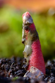 Corynites brevis, Corynites ravenelii, raspberry-red dog rod, mutinus brevis, mutinus ravenelii,