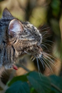 Carnivora, felis silvestris, predators, wildcat, high size, portrait format, mammals, mammals