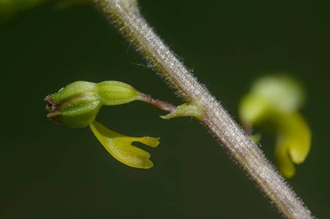 Large bileaf, Listera ovata, orchidaceae, orchids, orchid family, bileaf, common twayblade, eggleaf