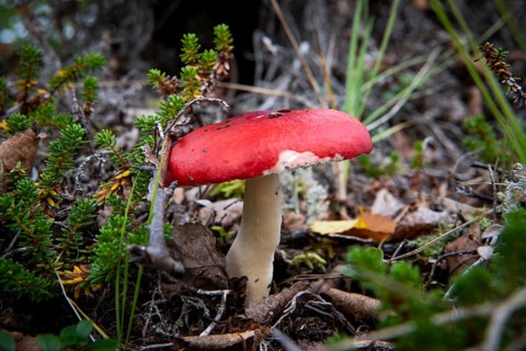 Red mushroom with bite marks, Utsjoki or Ohcejohka, Lapland, Finland
