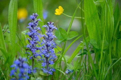 Ajuga Reptans, Bugleweed, Crawling Bugleweed, Lamiaceae, Mint, Blue Bugle, Bugle, Bugle, Bugleweed,