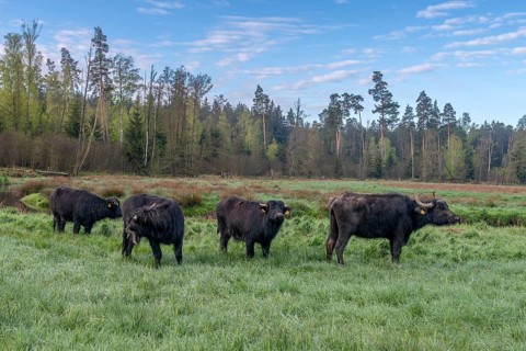Bavaria, Bubalus Arnee, Even-töd Ungulate, Upper Palatinate, Paarhufer, Tirschenreuth, Waldnaab,