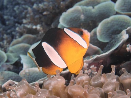 A brightly coloured clownfish, Clark's anemonefish (Amphiprion clarkii), swims amongst the