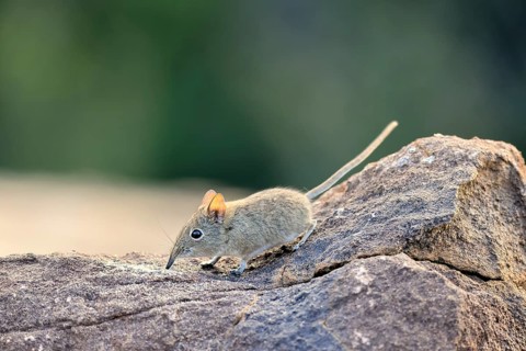 Short-eared Trunked Shrew (Macroscelides probosideus), Short-eared Elephant Shrew, Short-eared