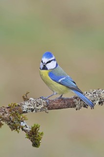 Blue Tit (Parus caeruleus), perched on a branch covered in lichen, Wilnsdorf, North