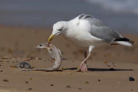 Herring gull (Larus argentatus) adult seagull bird feeding on a Dogfish fish on a beach, England,