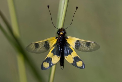 Eastern European owlfly, dragonfly macaronius, butterflies, Bulgaria, insects, web-winged birds,