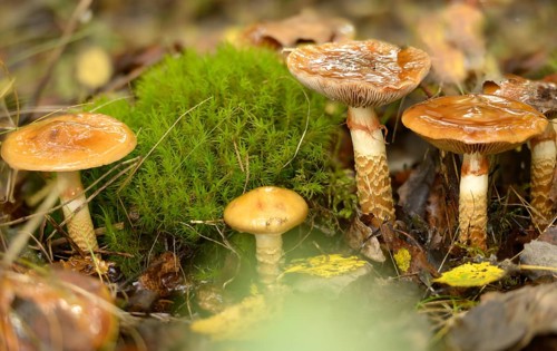 Cortinarius trivialis, girdled webcap, snadstalk, slime foot, fungi, fungus, mushrooms