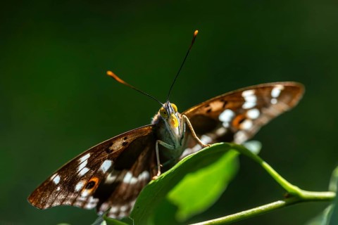 Apatura ilia, small Schiller butterfly, Lesser purple emperor, butterfly, insects, butterflies,
