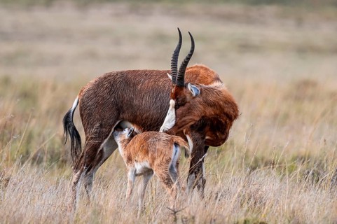 Blessbuck (Damaliscus pygargus phillipsi), female, adult with suckling young, Mountain Zebra