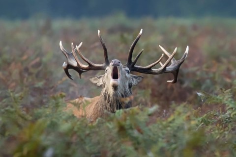 Red deer (Cervus elaphus) adult male stag animal roaring during the annual rutting season in
