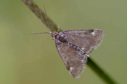 Olive-brown moth, Pyrausta despictata, moth, insects, moths, moths, butterflies, straw-barred pearl