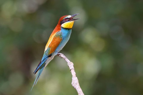 European bee-eater (Merops apiaster) perched on a branch, Lake Neusiedl, Burgenland, Austria