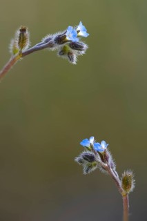 Early forget-me-not, hill forget-me-not, myosotis ramosissima, rough forget-me-not, forget-me-not,