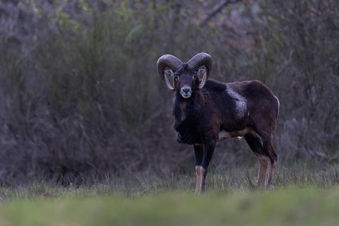 Mouflon, muffle, mouffle game in the Eifel, Rhineland-Palatinate, Germany