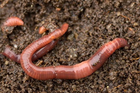 Annelida, clitellata, earthworm, shingles, lumbricidae, oligochaeta, annelids, few bristles,