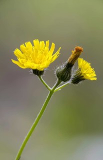 Asteraceae, European hawkweed, hawkweed, hieracium lactucella, daisy, pilosella lactucella, flora,