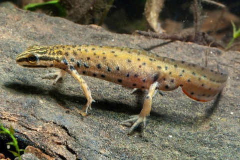 Lissotriton vulgaris meridionalis, southern smooth newt, southern pond newt, amphibians,