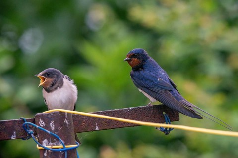 Hirundo rustica, barn swallow, birds, young bird, juvenile, passeri, swallows, songbirds, birds